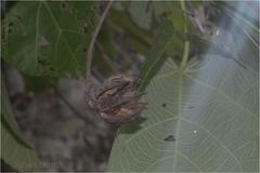 Eriolaena hookeriana